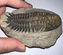 Load image into Gallery viewer, Huge Rare Crotalocephalus Fossil Trilobite 3+ Inches