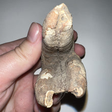 Load image into Gallery viewer, HUGE Ice Age Fossil Woolly Rhinoceros Molar Coelodonta Antiquitatis 3.36 Inches