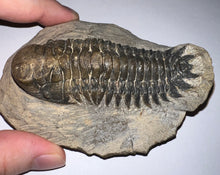 Load image into Gallery viewer, Huge Rare Crotalocephalus Fossil Trilobite 3+ Inches