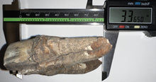 Load image into Gallery viewer, HUGE Ice Age Fossil Woolly Rhinoceros Molar Coelodonta Antiquitatis 3.36 Inches