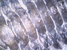 Load image into Gallery viewer, Huge Rare Crotalocephalus Fossil Trilobite 3+ Inches