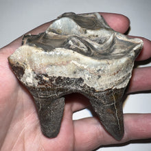 Load image into Gallery viewer, Large Ice Age Fossil Woolly Rhinoceros Molar Coelodonta Antiquitatis 2.42 Inches