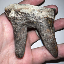 Load image into Gallery viewer, Large Ice Age Fossil Woolly Rhinoceros Molar Coelodonta Antiquitatis 2.42 Inches