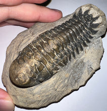 Load image into Gallery viewer, Huge Rare Crotalocephalus Fossil Trilobite 3+ Inches