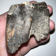 Load image into Gallery viewer, Large Ice Age Fossil Woolly Rhinoceros Molar Coelodonta Antiquitatis 2.42 Inches