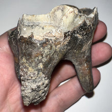 Load image into Gallery viewer, Large Ice Age Fossil Woolly Rhinoceros Molar Coelodonta Antiquitatis 2.42 Inches
