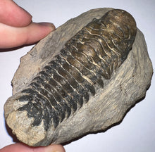 Load image into Gallery viewer, Huge Rare Crotalocephalus Fossil Trilobite 3+ Inches
