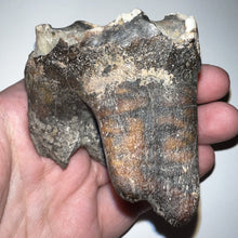 Load image into Gallery viewer, Large Ice Age Fossil Woolly Rhinoceros Molar Coelodonta Antiquitatis 2.42 Inches
