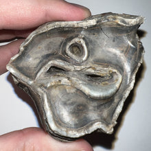 Load image into Gallery viewer, Large Ice Age Fossil Woolly Rhinoceros Molar Coelodonta Antiquitatis 2.42 Inches