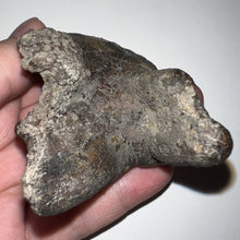 Load image into Gallery viewer, Large Ice Age Fossil Woolly Rhinoceros Molar Coelodonta Antiquitatis 2.42 Inches
