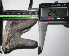 Load image into Gallery viewer, Large Ice Age Fossil Woolly Rhinoceros Molar Coelodonta Antiquitatis 2.42 Inches