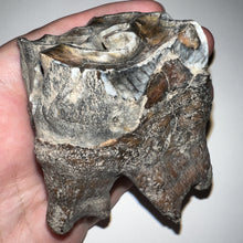 Load image into Gallery viewer, Large Ice Age Fossil Woolly Rhinoceros Molar Coelodonta Antiquitatis 2.64 Inches