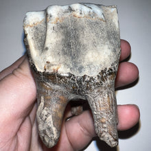 Load image into Gallery viewer, Large Ice Age Fossil Woolly Rhinoceros Molar Coelodonta Antiquitatis 2.64 Inches