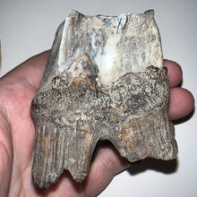 Load image into Gallery viewer, Large Ice Age Fossil Woolly Rhinoceros Molar Coelodonta Antiquitatis 2.64 Inches