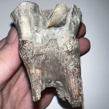 Load image into Gallery viewer, Large Ice Age Fossil Woolly Rhinoceros Molar Coelodonta Antiquitatis 2.64 Inches