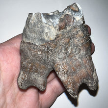 Load image into Gallery viewer, Large Ice Age Fossil Woolly Rhinoceros Molar Coelodonta Antiquitatis 2.64 Inches