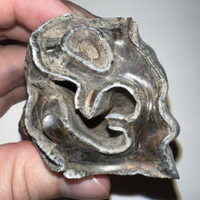 Load image into Gallery viewer, Large Ice Age Fossil Woolly Rhinoceros Molar Coelodonta Antiquitatis 2.64 Inches