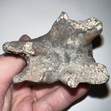 Load image into Gallery viewer, Large Ice Age Fossil Woolly Rhinoceros Molar Coelodonta Antiquitatis 2.64 Inches