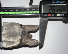 Load image into Gallery viewer, Large Ice Age Fossil Woolly Rhinoceros Molar Coelodonta Antiquitatis 2.64 Inches