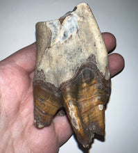 Load image into Gallery viewer, HUGE Ice Age Fossil Woolly Rhinoceros Molar Coelodonta Antiquitatis 3.34 Inches