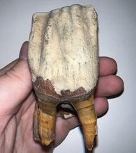 Load image into Gallery viewer, HUGE Ice Age Fossil Woolly Rhinoceros Molar Coelodonta Antiquitatis 3.34 Inches