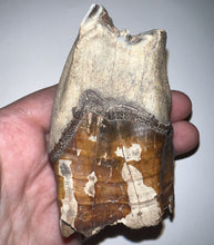 Load image into Gallery viewer, HUGE Ice Age Fossil Woolly Rhinoceros Molar Coelodonta Antiquitatis 3.34 Inches
