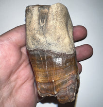 Load image into Gallery viewer, HUGE Ice Age Fossil Woolly Rhinoceros Molar Coelodonta Antiquitatis 3.34 Inches
