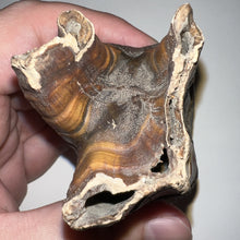 Load image into Gallery viewer, HUGE Ice Age Fossil Woolly Rhinoceros Molar Coelodonta Antiquitatis 3.34 Inches