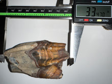 Load image into Gallery viewer, HUGE Ice Age Fossil Woolly Rhinoceros Molar Coelodonta Antiquitatis 3.34 Inches