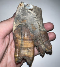 Load image into Gallery viewer, HUGE Ice Age Fossil Woolly Rhinoceros Molar Coelodonta Antiquitatis 3.65 Inches