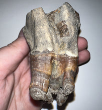 Load image into Gallery viewer, HUGE Ice Age Fossil Woolly Rhinoceros Molar Coelodonta Antiquitatis 3.65 Inches