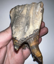 Load image into Gallery viewer, HUGE Ice Age Fossil Woolly Rhinoceros Molar Coelodonta Antiquitatis 3.65 Inches