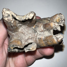 Load image into Gallery viewer, HUGE Ice Age Fossil Woolly Rhinoceros Molar Coelodonta Antiquitatis 3.65 Inches