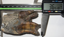 Load image into Gallery viewer, HUGE Ice Age Fossil Woolly Rhinoceros Molar Coelodonta Antiquitatis 3.65 Inches