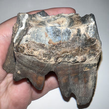 Load image into Gallery viewer, Huge Ice Age Fossil Woolly Rhinoceros Molar Coelodonta Antiquitatis 2.89 Inches