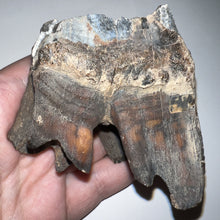 Load image into Gallery viewer, Huge Ice Age Fossil Woolly Rhinoceros Molar Coelodonta Antiquitatis 2.89 Inches