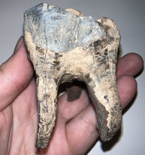 Load image into Gallery viewer, Huge Ice Age Fossil Woolly Rhinoceros Molar Coelodonta Antiquitatis 2.89 Inches