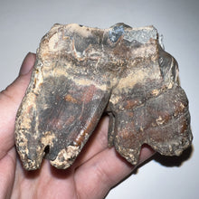 Load image into Gallery viewer, Huge Ice Age Fossil Woolly Rhinoceros Molar Coelodonta Antiquitatis 2.89 Inches