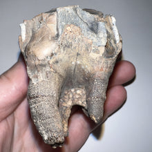 Load image into Gallery viewer, Huge Ice Age Fossil Woolly Rhinoceros Molar Coelodonta Antiquitatis 2.89 Inches