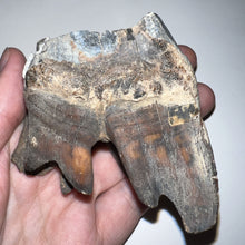 Load image into Gallery viewer, Huge Ice Age Fossil Woolly Rhinoceros Molar Coelodonta Antiquitatis 2.89 Inches