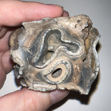 Load image into Gallery viewer, Huge Ice Age Fossil Woolly Rhinoceros Molar Coelodonta Antiquitatis 2.89 Inches