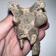 Load image into Gallery viewer, Huge Ice Age Fossil Woolly Rhinoceros Molar Coelodonta Antiquitatis 2.89 Inches