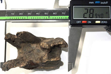 Load image into Gallery viewer, Huge Ice Age Fossil Woolly Rhinoceros Molar Coelodonta Antiquitatis 2.89 Inches