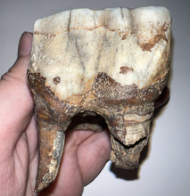 Load image into Gallery viewer, HUGE Ice Age Fossil Woolly Rhinoceros Molar Coelodonta Antiquitatis 2.78 Inches