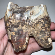 Load image into Gallery viewer, HUGE Ice Age Fossil Woolly Rhinoceros Molar Coelodonta Antiquitatis 2.78 Inches
