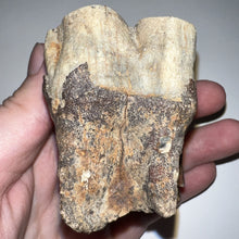 Load image into Gallery viewer, HUGE Ice Age Fossil Woolly Rhinoceros Molar Coelodonta Antiquitatis 2.78 Inches