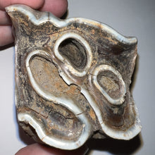 Load image into Gallery viewer, HUGE Ice Age Fossil Woolly Rhinoceros Molar Coelodonta Antiquitatis 2.78 Inches