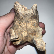 Load image into Gallery viewer, HUGE Ice Age Fossil Woolly Rhinoceros Molar Coelodonta Antiquitatis 2.78 Inches