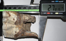 Load image into Gallery viewer, HUGE Ice Age Fossil Woolly Rhinoceros Molar Coelodonta Antiquitatis 2.78 Inches