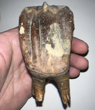 Load image into Gallery viewer, HUGE Ice Age Fossil Woolly Rhinoceros Molar Coelodonta Antiquitatis 3.68 Inches